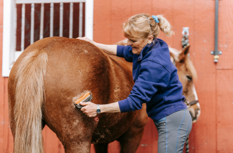 pansage mue cheval